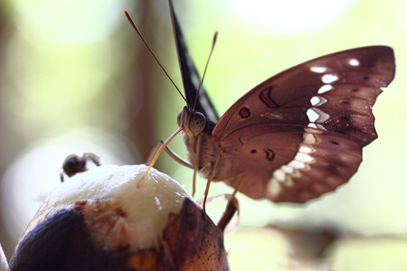 Butterflyの写真素材