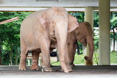 White Elephantの写真素材
