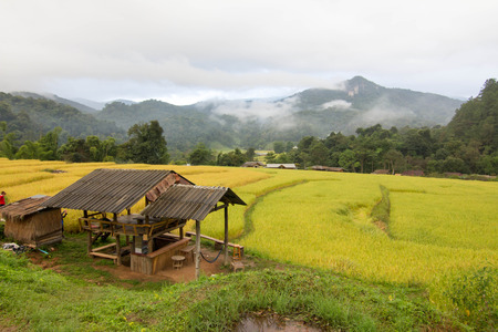 Golden rice Chiang Mai thailandの写真素材
