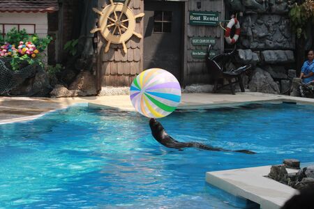 sea lion show at Safari world thailandのeditorial素材