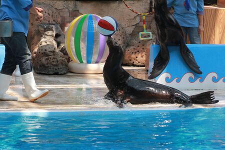 sea lion show at Safari world thailandのeditorial素材