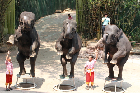 elephant show at Safari world March 8, 2016 in Bangkok, Thailand.のeditorial素材