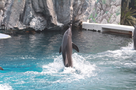 BANGKOK, THAILAND - March 8: dolphin show at Safari world March 8, 2016 in Bangkok, Thailand.のeditorial素材