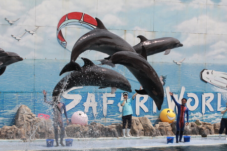 BANGKOK, THAILAND - March 8: dolphin show at Safari world March 8, 2016 in Bangkok, Thailand.のeditorial素材