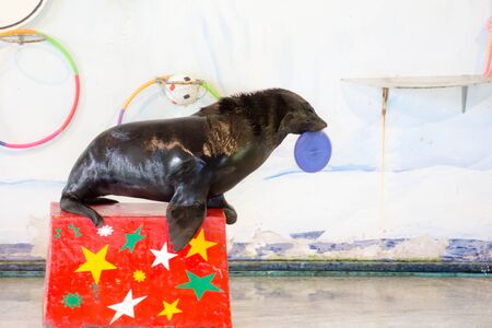 BANGKOK CITY, THAILAND - JULY 2016: sea lion show at zoo, In the jul 27, 2016. Bangkok Thailand.のeditorial素材