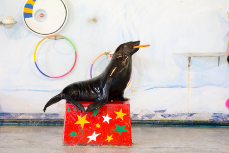 BANGKOK CITY, THAILAND - JULY 2016: sea lion show at zoo, In the jul 27, 2016. Bangkok Thailand.のeditorial素材