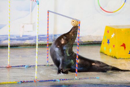 BANGKOK CITY, THAILAND - JULY 2016: sea lion show at zoo, In the jul 27, 2016. Bangkok Thailand.のeditorial素材