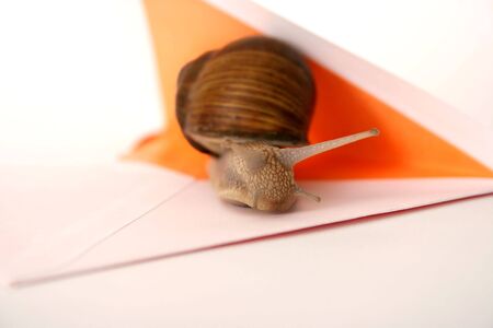 Snail and mail envelope closeupの写真素材
