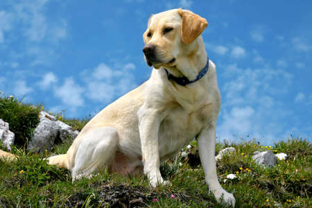Labrador retriever sitting on the mountain path, more than 2000 meters high (the sky color is...