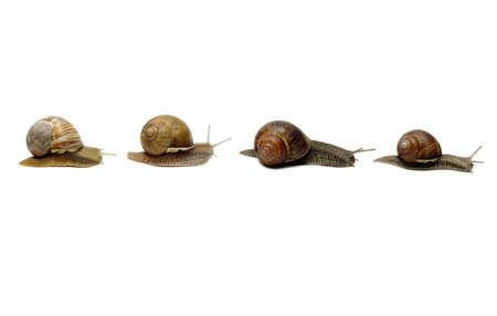 Row of snails, isolatedの写真素材