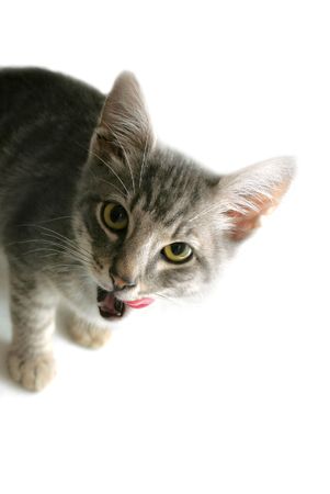 Kitten portrait over whiteの写真素材