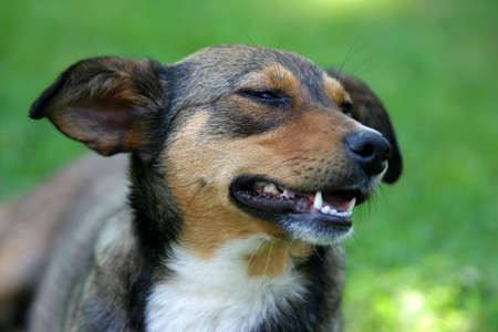 Funny looking puppy portrait