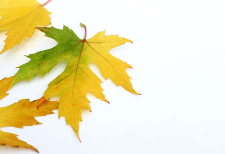 Autumn colored maple leavesの写真素材