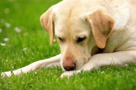 Labrador retriever lying on the grassの写真素材