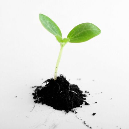  plant in soilの写真素材