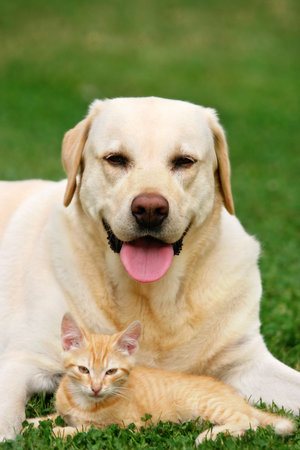 Labrador retriever and a small kitten happy together