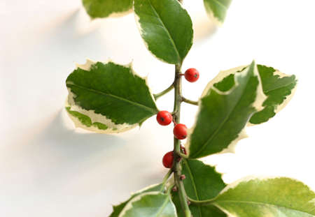 Holly with red berries on white background