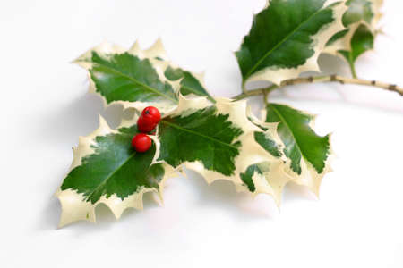 Holly with red berries on white backgroundの写真素材
