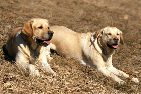 Two happy labradors, male and femaleの写真素材