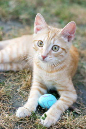 Orange kitten portraitの写真素材