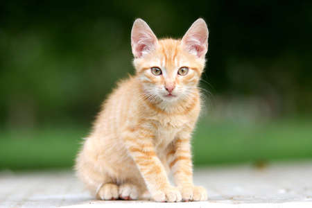 Orange Kitten portraitの写真素材