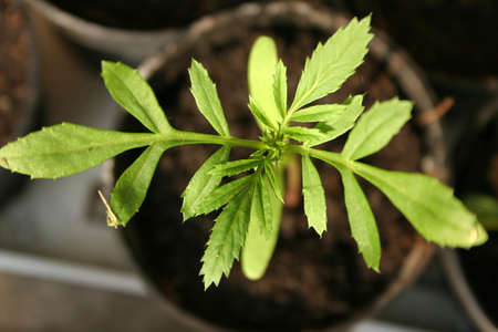 Small potted plant, shallow dofの写真素材