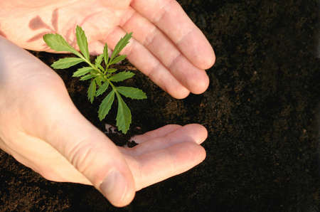 Hands protecting a small plant