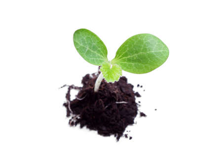  plant in soil