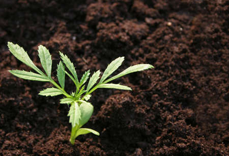 Small plant growingの写真素材