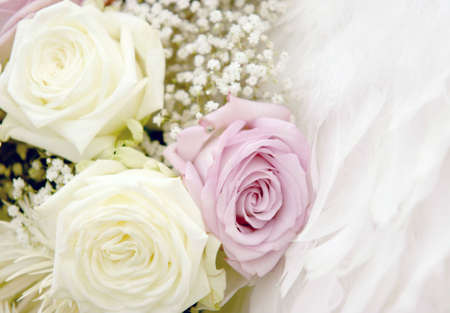 Roses and feathers setting, soft portrait lens filterの写真素材