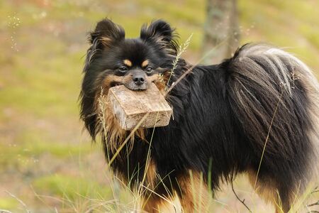 Black spitz in the forest plays with a blackboard stick funny の写真素材