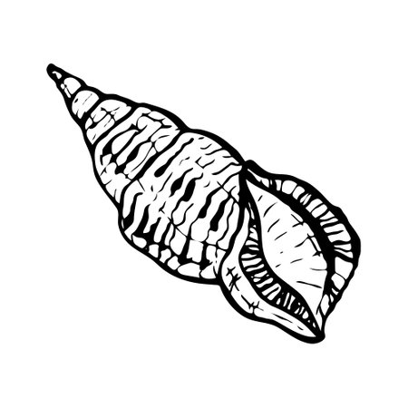 Seashell, ocean nature underwater vector. Hand-drawn marine print on a white backgroundのイラスト素材