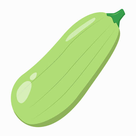 Zucchini vector clipart. Color illustration on gardening, vegetables, vegetarian food.のイラスト素材