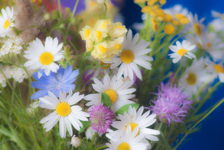 Wildflowers. Bouquet of chamomile and tansyの写真素材