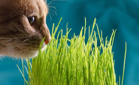 Rad cat eats green grass.の写真素材
