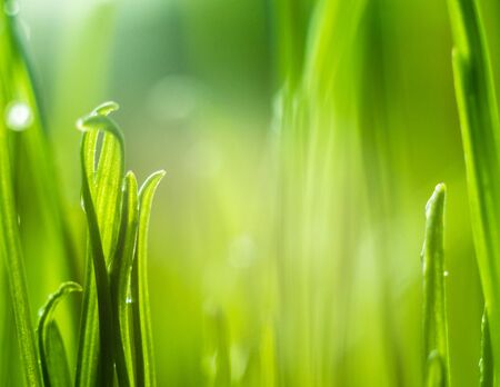 Green grass. Shallow depth of field. Ecology  background