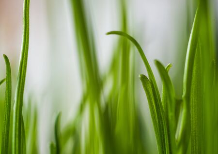 Green grass. Shallow depth of field. Ecology  backgroundの写真素材