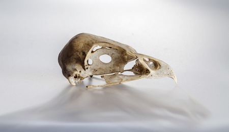 Skull hawk on white background with shadowの写真素材