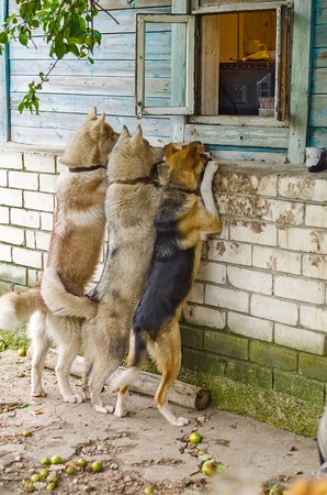 3 dogs look in the window of an old country house from the outsideの写真素材
