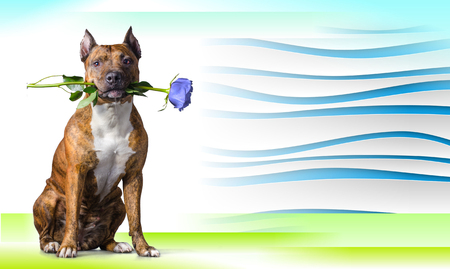 Abstract striped background with American Staffordshire Terrier with a light-blue rose in the mouth before white background.の写真素材