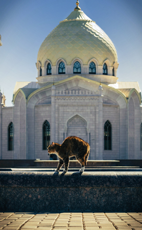 Angry cat arched his back on the curb of the fountain in the background of the White Mosque, Bolgar, tatarstanの素材 [FY31049816485]