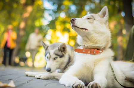 Two dogs husky resting in the park on a sunny day