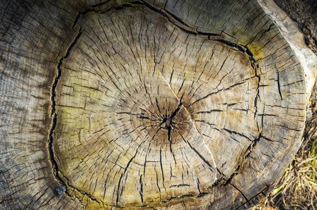 Cross section of tree rings,texture. Round cut down tree with annual rings texture background.の写真素材