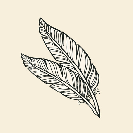 Two Feathers on White Background. illustrationのイラスト素材