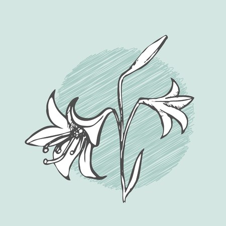 Lily with bud outline sketch vector with background. Vintage floral illustration.のイラスト素材