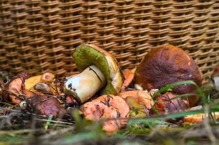 Edible mushrooms in a basket in the woodsの写真素材