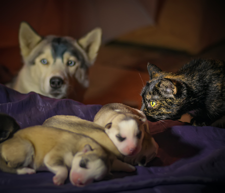 Multicolor cat newborn puppies Husky sleeping on a bed under the care of their mothers.の写真素材