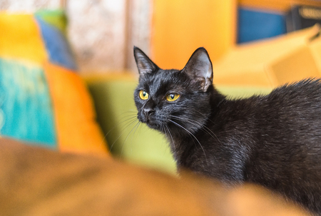 little curious black cat sitting on a background of bright yellow and orange cushions.の写真素材