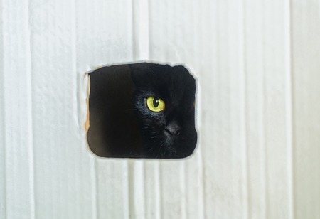 Eye of a black cat looking through a hole in a boxの写真素材