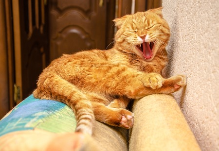 Yawning Ginger Red Cat on the back of the chairの写真素材